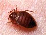 Can Bed Bugs Survive Cold Temperatures photos
