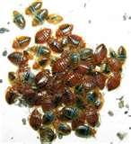 Bed Bugs Aggregation photos
