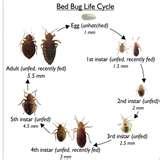 photos of Bed Bugs Have Wings