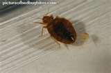 Bed Bugs Of Bites On Humans pictures