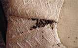 Bed Bugs Aggregation