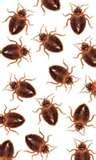 Can Bed Bugs Survive Cold Temperatures