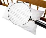 images of Bed Bugs Cover