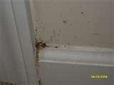 photos of Bed Bugs Cover