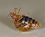 Can Bed Bugs Survive Cold Temperatures images
