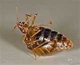 Can Bed Bugs Survive Cold Temperatures pictures