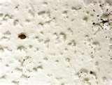 Do Bed Bugs Carry Diseases pictures