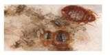How Fast Can Bed Bugs Multiply photos