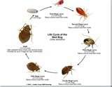 How Fast Can Bed Bugs Multiply