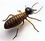 Bed Bugs Herbs photos Bed Bugs Herbs photos