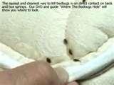 images of Bed Bugs Powder Killer images of Bed Bugs Powder Killer