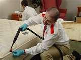 How Fast Can Bed Bugs Multiply