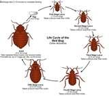 photos of How Fast Can Bed Bugs Multiply