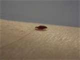 Do Bed Bugs Carry Diseases photos