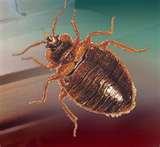 images of Do Bed Bugs Carry Diseases
