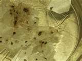 pictures of Bed Bugs Peroxide