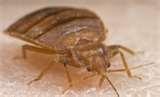 photos of Do Bed Bugs Carry Diseases