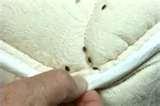 Bed Bugs Peroxide pictures