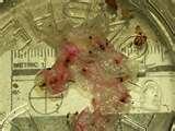 Bed Bugs Peroxide