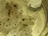 photos of Bed Bugs Peroxide