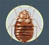 Bed Bugs Peroxide