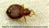 Are Bed Bugs Flat