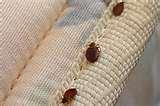 Are Bed Bugs Flat photos