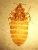 Are Bed Bugs Flat