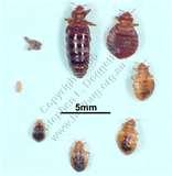 Bed Bugs Multiplying images