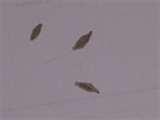 photos of Are Bed Bugs Flat