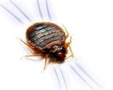 images of Are Bed Bugs Flat