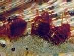Bed Bugs Apocalypse pictures