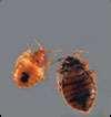 photos of Bed Bugs Dry Ice Trap