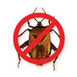 Bed Bugs Apocalypse photos