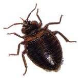 Bed Bugs Legislation images