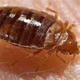Bed Bugs Registry Sf images