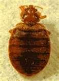 Bed Bugs Legislation pictures