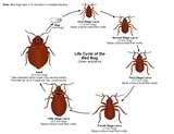 images of Bed Bugs Lease