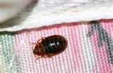 Bed Bugs Kids images