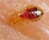 pictures of Bed Bugs Lease