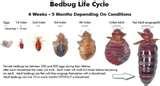 images of Bed Bugs Outbreak New York