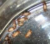 Bed Bugs Lease pictures
