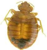 images of Bed Bugs Legislation