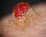 Bed Bugs Legislation pictures