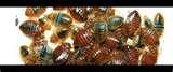 Bed Bugs Lease pictures