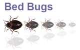 photos of Bed Bugs Legislation