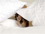 Bed Bugs Outbreak New York images