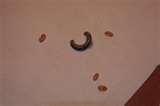 photos of Bed Bugs Ny Hotels