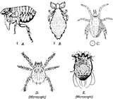 pictures of Bed Bugs Vs Chiggers
