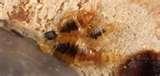 Will Bed Bugs Go Away photos
